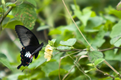 Hong Kong - 蝴蝶 Butterfly - 白紋鳳蝶 Red Helen(Papilio helenus helenus)