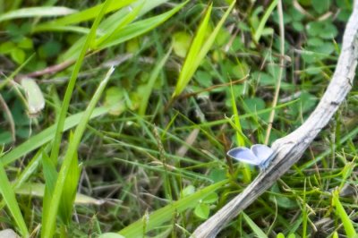 Hong Kong 香港 - Kowloon Fortress Park - 鈕灰蝶 Common Hedge Blue (Acytolepis puspa)