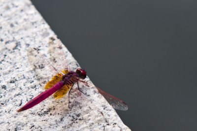 Hong Kong 香港 - Kowloon Fortress Park - 紫紅蜻蜓 Crimson Marsh Glider(Trithemis aurora)