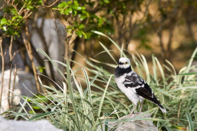 Hong Kong 香港 - Kowloon Fortress Park - 黑領掠鳥 Black-collared starling