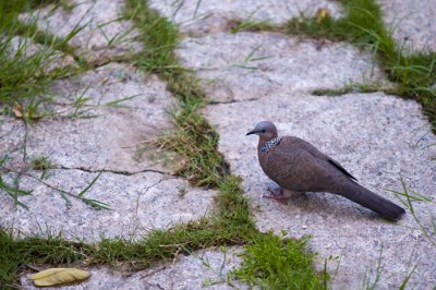 Hong Kong 香港 - Kowloon Fortress Park - 珠頸斑鳩 Spotted-necked Dove