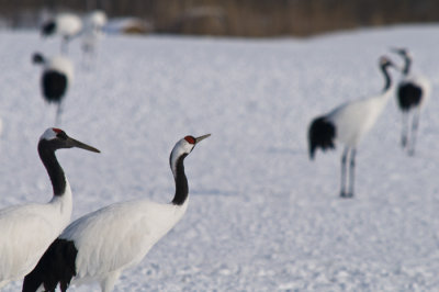 Hokkaido 北海道 - 阿寒国際ツルセンター Akan International Crane Center - Red-crowned Crane (Grus japonensis)