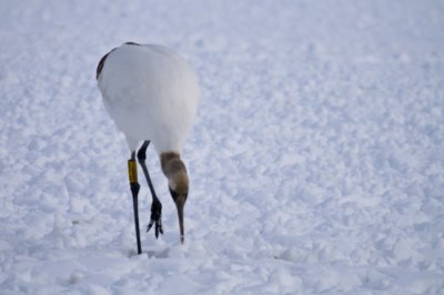 Hokkaido 北海道 - 阿寒国際ツルセンター Akan International Crane Center - Red-crowned Crane (Grus japonensis)