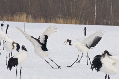 Hokkaido 北海道 - 阿寒国際ツルセンター Akan International Crane Center - Red-crowned Crane (Grus japonensis)