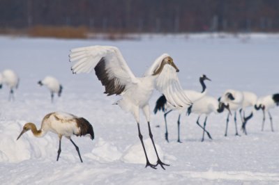 Hokkaido 北海道 - 阿寒国際ツルセンター Akan International Crane Center - Red-crowned Crane (Grus japonensis)