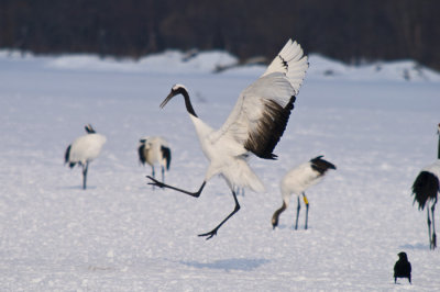 Hokkaido 北海道 - 阿寒国際ツルセンター Akan International Crane Center - Red-crowned Crane (Grus japonensis)