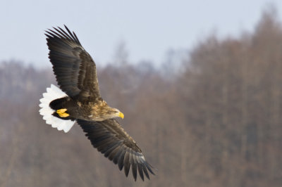 Hokkaido 北海道 - 阿寒国際ツルセンター Akan International Crane Center - White-tailed Eagles
