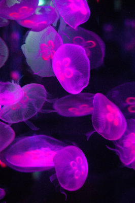 Hong Kong 香港 - 海洋公園 Ocean Park - Jellyfish