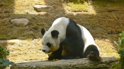 Hong Kong 香港 - 海洋公園 Ocean Park - Giant Panda 大熊貓