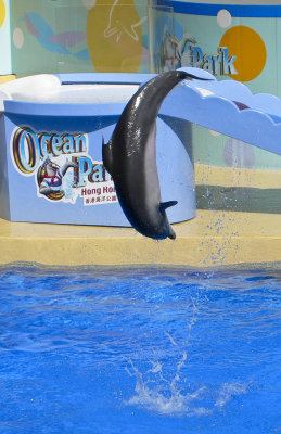 Hong Kong 香港 - 海洋公園 Ocean Park - Dolphin 海豚