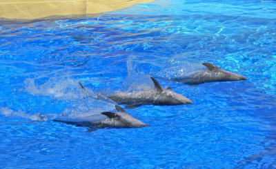 Hong Kong 香港 - 海洋公園 Ocean Park - Dolphin 海豚