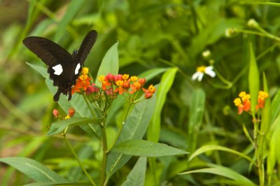 Hong Kong 香港 - 鳳園 Fung Yuen - 白紋鳳蝶 Red Helen(Papilio helenus helenus)