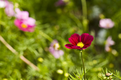 Hong Kong 香港 - 維園花展 Victoria Park Flower Fest