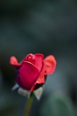 Hong Kong 香港 - 維園花展 Victoria Park Flower Fest