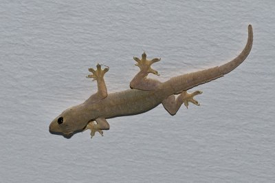 Bali 峇里 - 丹帕沙 Denpasar - gecko