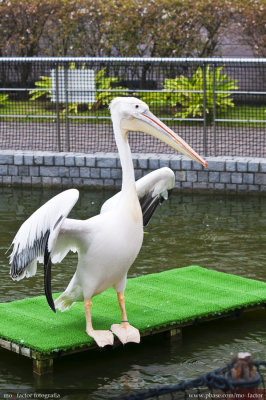 Yokohama æ©«æµœ - å…«æ™¯å³¶ Hakkeijima - Pelican