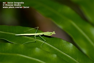 Hong Kong 香港 - 鶴藪 Hok Tau - baby mantis