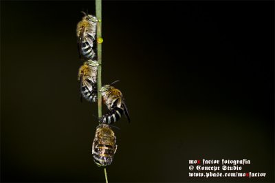 Hong Kong 香港 - 鶴藪 Hok Tau - sleeping bees