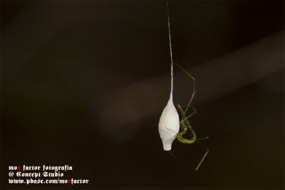 Hong Kong 香港 - 鶴藪 Hok Tau - strange arachnid