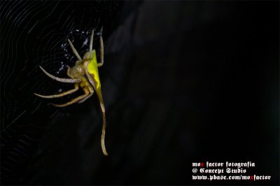 Hong Kong 香港 - 鶴藪 Hok Tau - strange arachnid