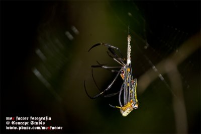 Hong Kong 香港 - 沙螺洞 Sha Lo Tung - 人面蜘蛛 Nephila pilipes