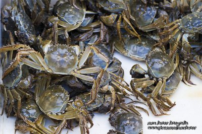 Tianmu Lake 天目湖 - Shanghai Crab (male)