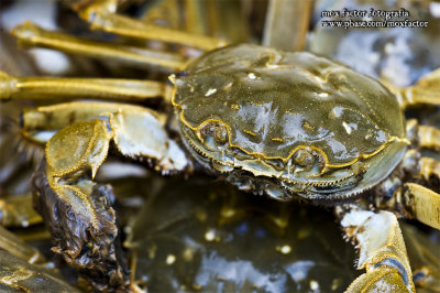 Tianmu Lake 天目湖 - Shanghai Crab (male)
