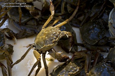 Tianmu Lake 天目湖 - Shanghai Crab (female)
