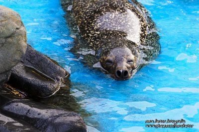 Mikuni 三国 - 越前松島水族館