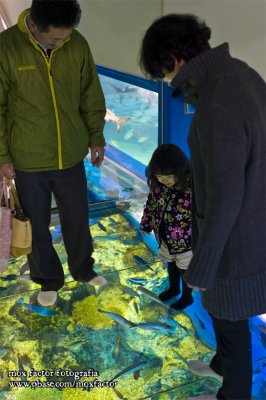 Mikuni 三国 - 越前松島水族館