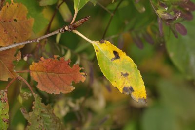 Red and Yellow