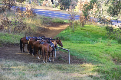 Trailrides