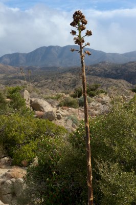 New Growth