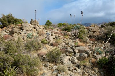 Desert