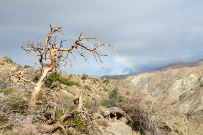 Rainbow in the Desert