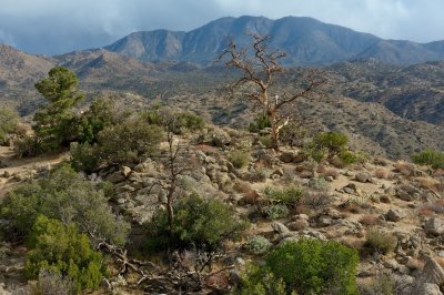 Santa Rosa Mountains