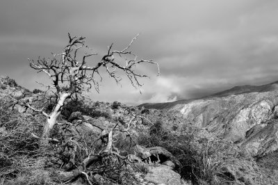 B&W Desert 2