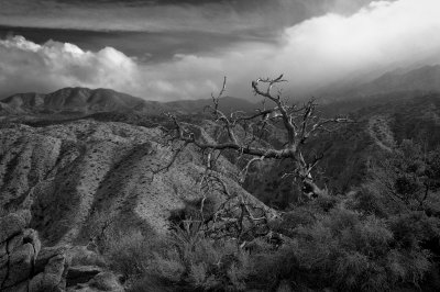 B&W Desert 3