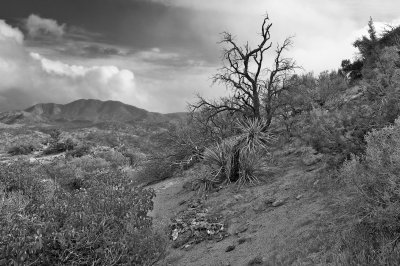 B&W Desert 4