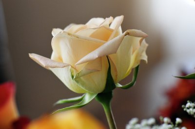 White Rose