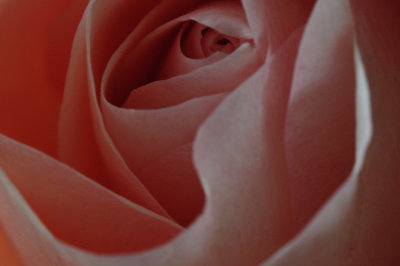 Red Rose