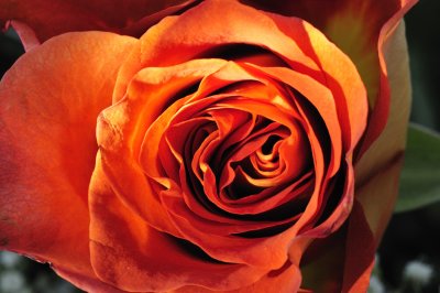 Flaming Rose