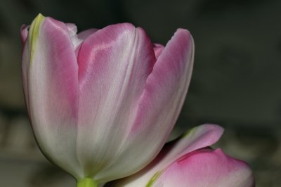 Tulip