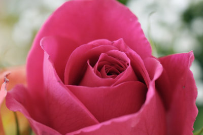 Red Rose