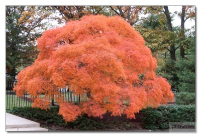 Japanese Maple