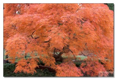 Japanese Maple 02.jpg