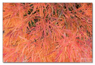 Japanese Maple 03.jpg