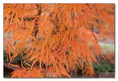 Japanese Maple 04.jpg
