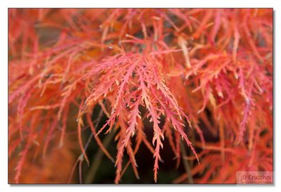 Japanese Maple 05.jpg