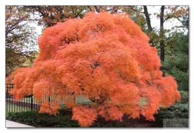 Japanese Maple 06.jpg